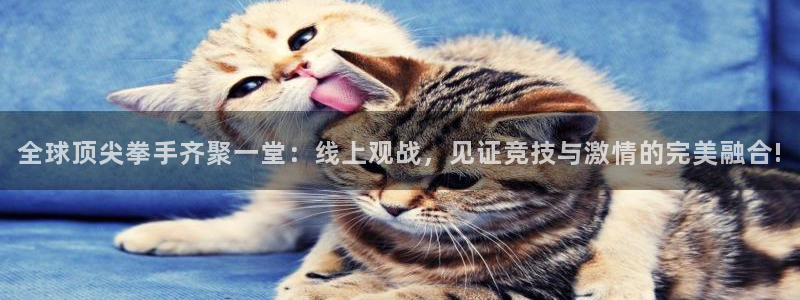 雨燕免费直播在线观看直播足球赛：全球顶尖拳手齐聚一堂：线上观战，见证竞技与激情的完美融合!