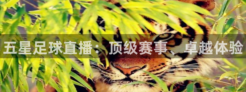 雨燕nba免费直播在线直播：五星足球直播：顶级赛事、卓越体验